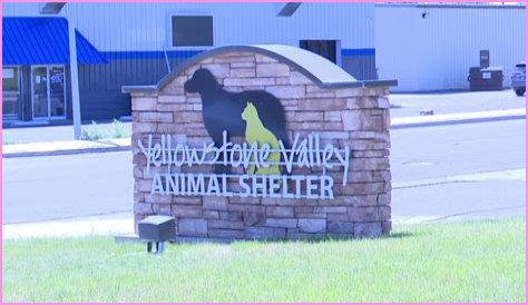 Discover The Heart Of Animal Welfare: Unveiling Yellowstone Animal Shelter